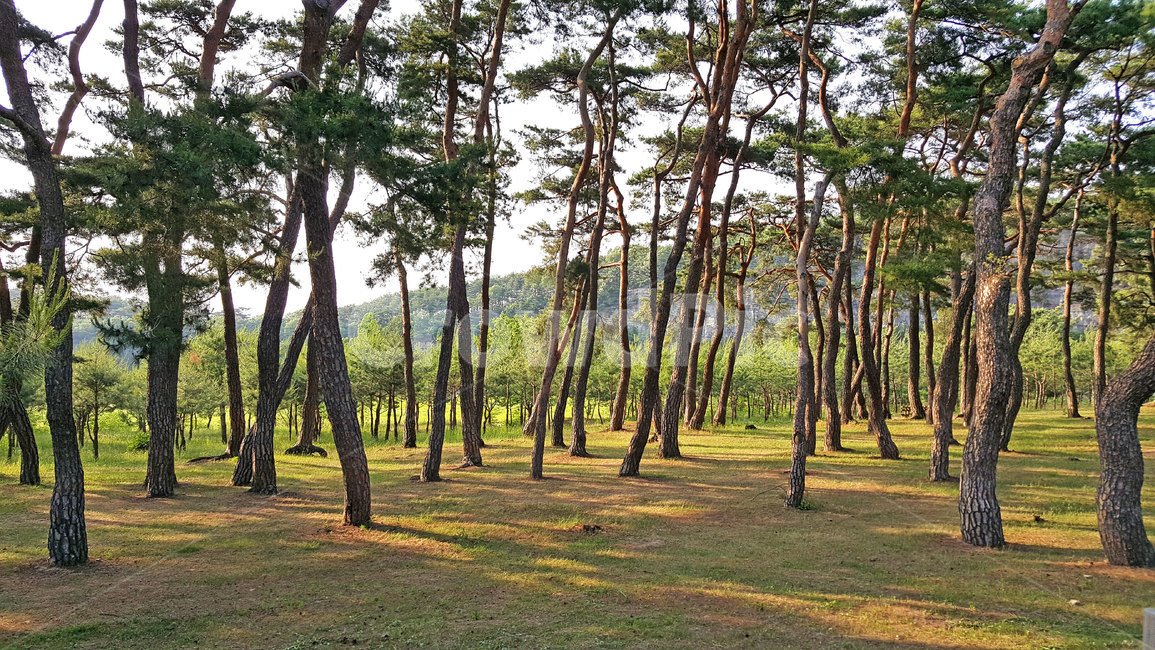 소나무숲,소나무,나무,숲,휴양림,tree,plant,식물,treetrunk,식물,자연,plants,nature,나무,trees,wood