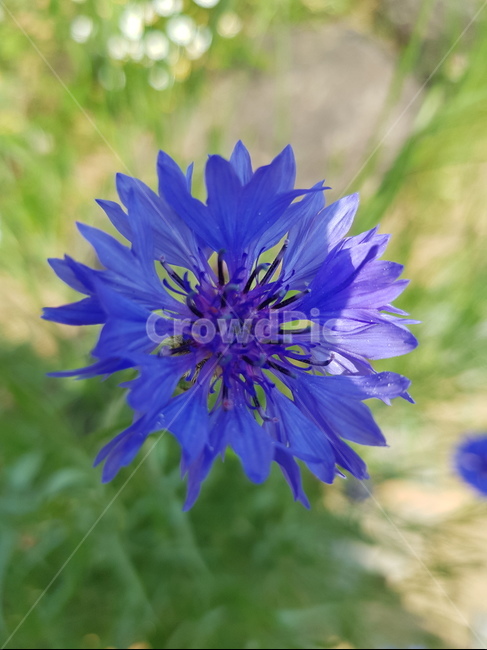 보라색꽃,꽃,flower,plant,식물