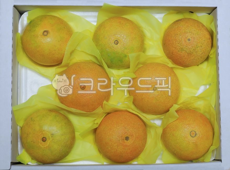 감귤류,orange,천혜향,황금향,레드향,귤,밀감,제주감귤,과일,fruit,food,초록잎,노랑,맛있는,새콤한,달콤한,새콤달콤,주황색,상자,노란과일,음식,식품
