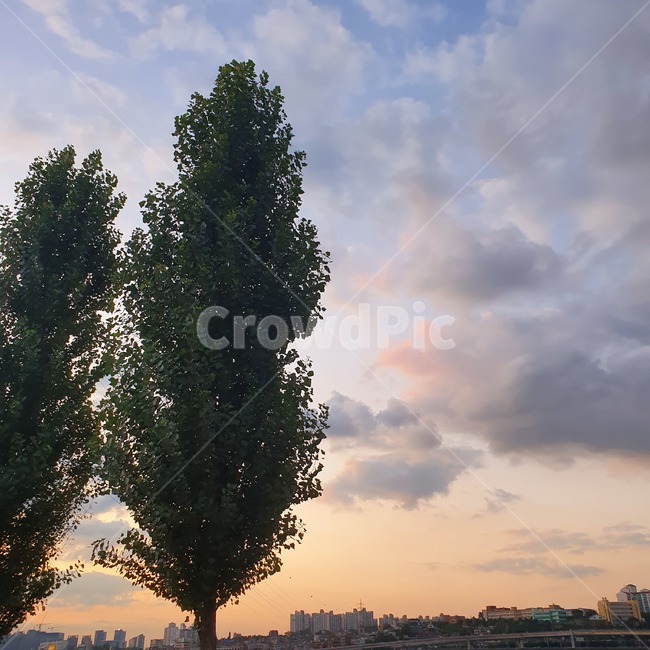 식물,tree,나무,하늘,구름,sky,sunset,clouds,plant