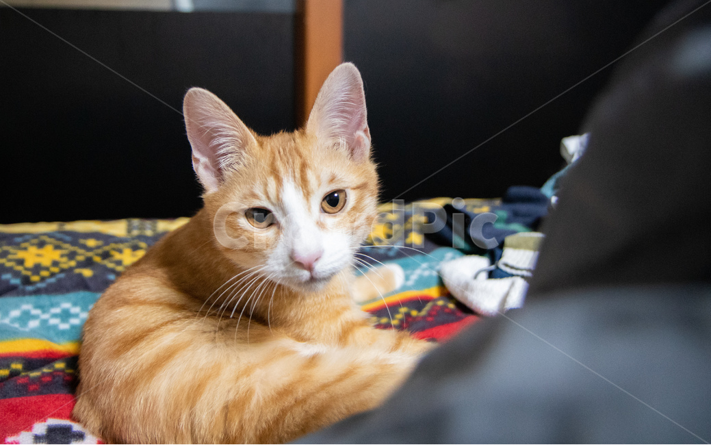 고양이,집고양이,코리안숏헤어,치즈태비,치즈고양이,동물,animal,포유류,mammal,고양이,cat,kitten,kitty