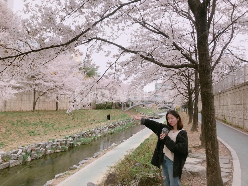 벚꽃,울산벚꽃,봄,벚꽃명소,울산무거천