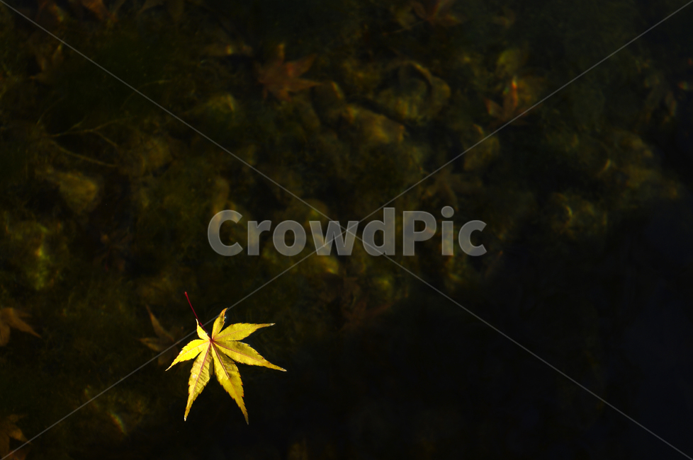 autumn,가을,단풍,낙엽,자갈,물,연못,가을,계절,fall,autumn,season,leaf,잎,plant,식물