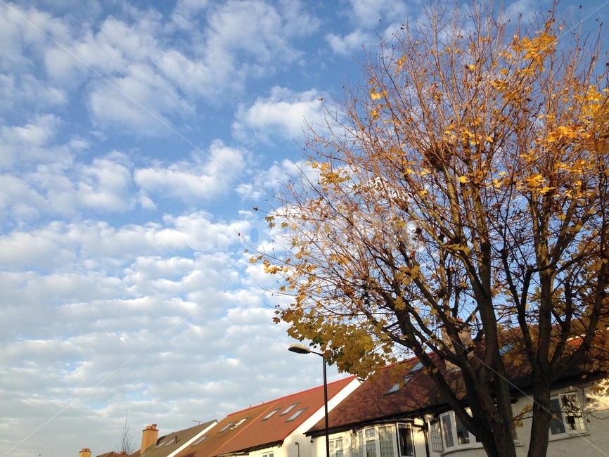 하늘,단풍,지붕,구름,맑음,화창,마을,동네,집,sky,fall,roof,fallenleaves,clear,sunny,bright,cloud,town,village,house,home