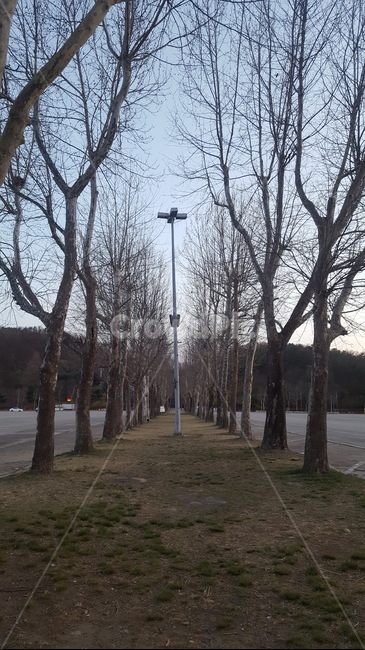 나무,기둥,가로등,나무사이,나뭇길