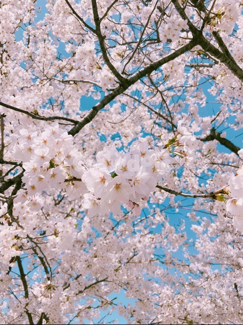 봄,벚꽃,벚꽃나무,하늘,핑크,아름다운,풍경,백그라운드