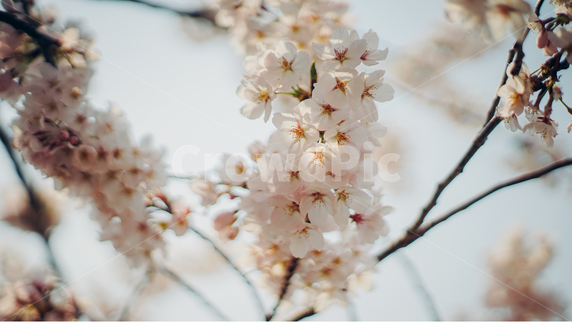 봄,벚꽃,꽃,아련함,화창한,봄,계절,spring,season,plant,식물,blossom,flower,cherry blossom