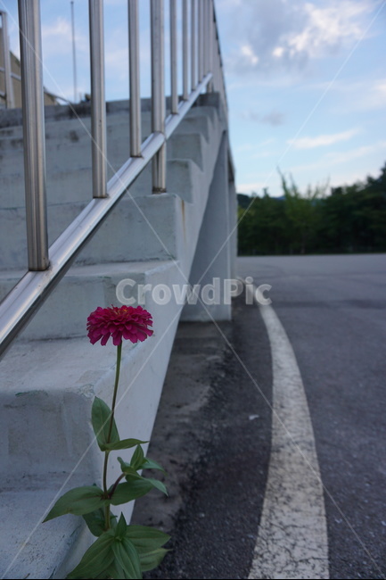꽃,카네이션,하늘,도로,빨강,풍경,계단,flower,beautiful,daily,red,식물,자연,plants,nature,꽃,flower