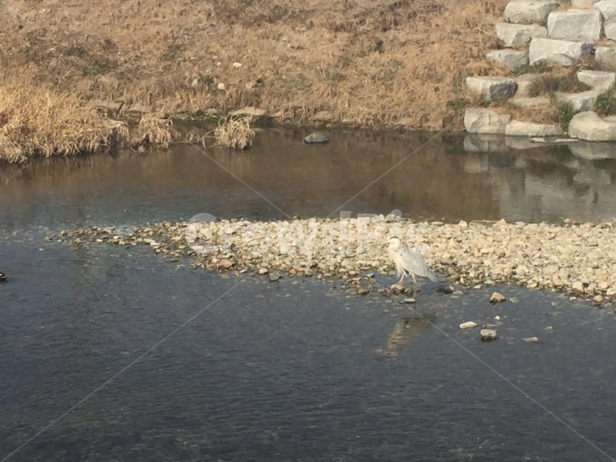 animal,동물,bird,새,강