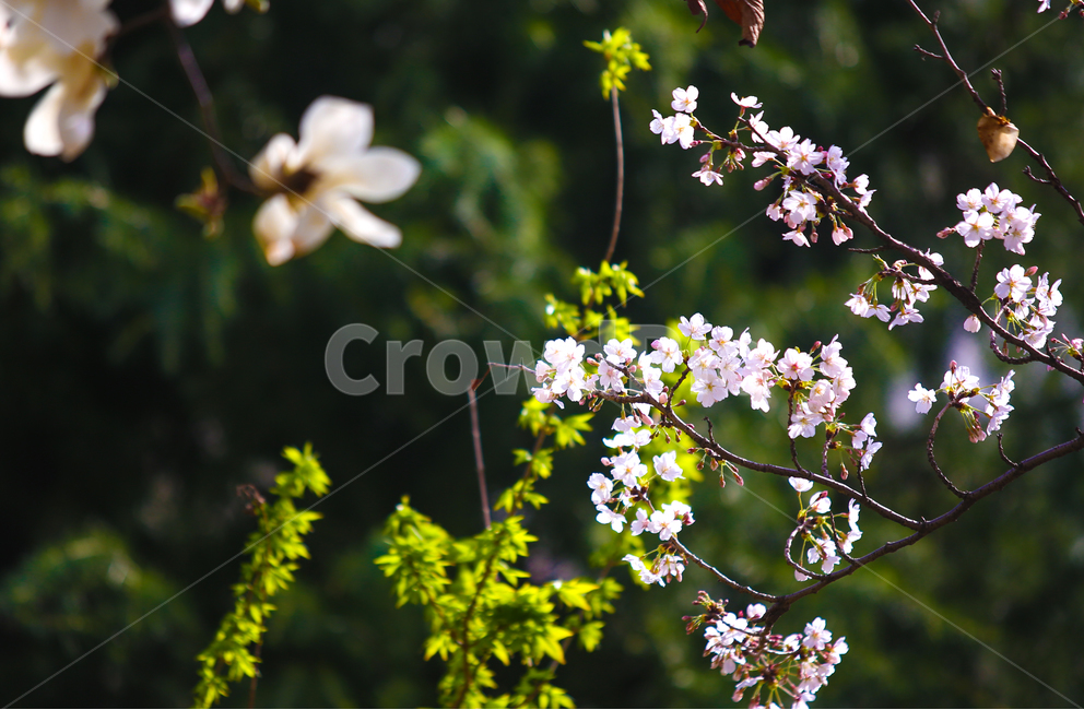 벚꽃,봄,srpingcherryblossom,꽃,계절,springseason,식물,자연,plantsnatureflower,봄,계절,spring,season,식물,자연,plants,nature,꽃,flower,휴식,힐링,rest,relaxation,healing,plant