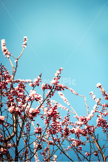 꽃,하늘,봄,꽃망울,식물,flower,blossom,spring,plant,nature,sky,봄,계절,spring,season,식물,자연,plants,nature,꽃,flower