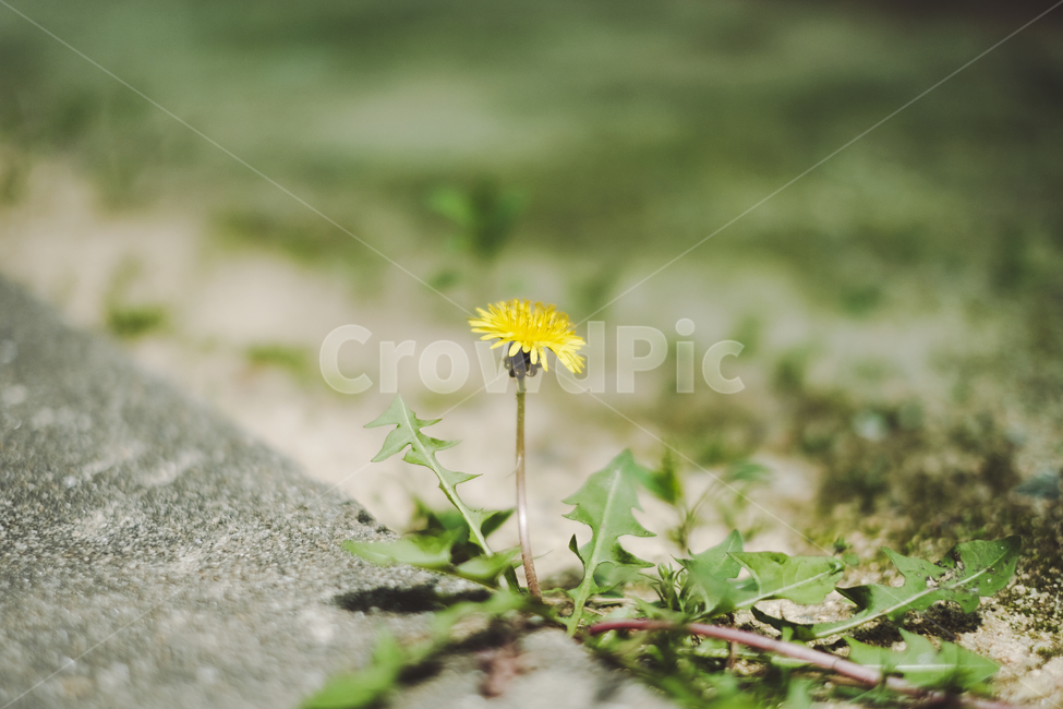 민들레,민들레꽃,민들레씨,봄꽃,들꽃,들풀,식물,자연,plants,nature,꽃,flower