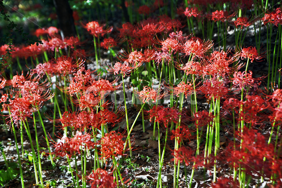 꽃무릇,상사화류,석산,독무릇,산오독,산두초,redspiderlily,가을,빨간꽃,식물,화단용,꽃꽂이용,식물,자연,plants,nature,꽃,flower