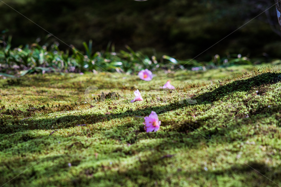 일본,이끼,초록,기오지,동백,japan,식물,자연,plants,nature,꽃,flower