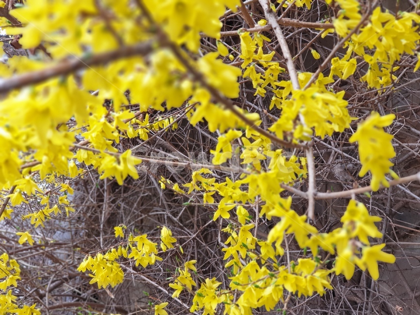 봄,개나리,꽃,flower,spring