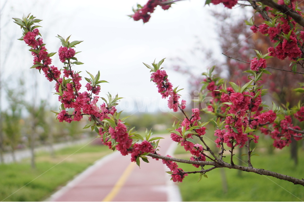 홍매화,빨강,길가,봄,맑음,식물,자연,plants,nature,꽃,flower