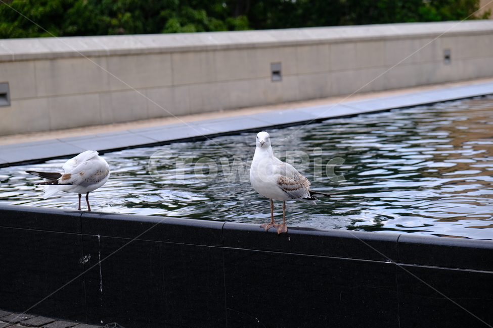 호주,시드니,갈매기,새,동물,바다,동물,animal,조류,새,birds