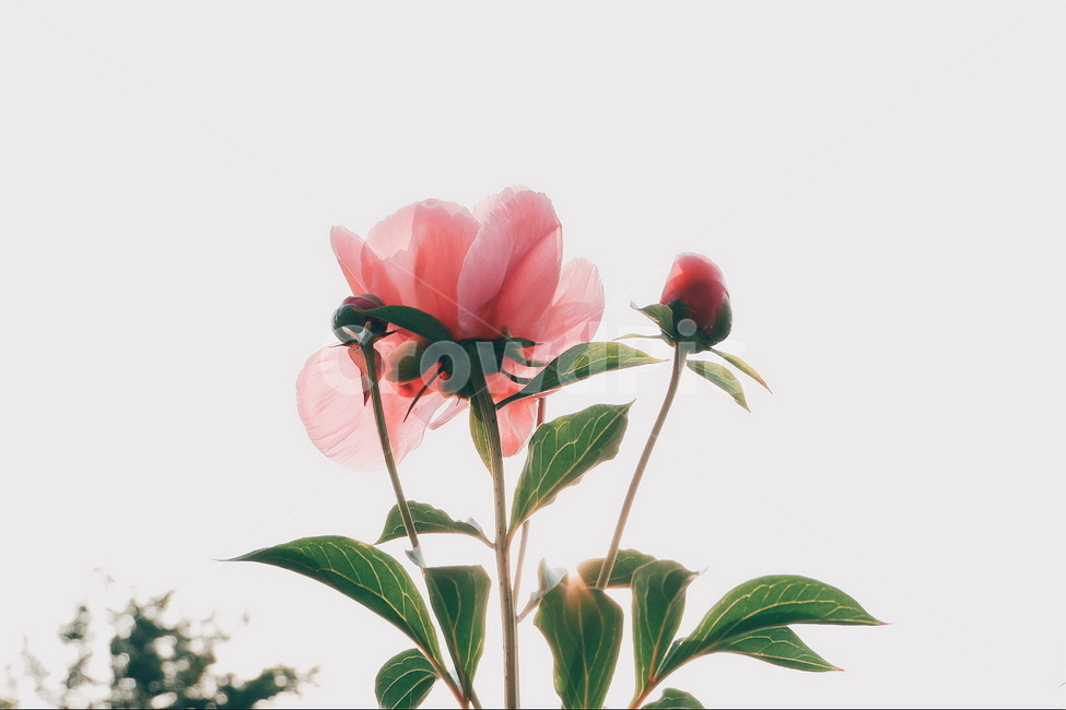 꽃,식물,잎사귀,초록,분홍,봄꽃,식물,자연,plants,nature,꽃,flower