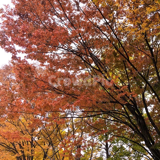 단풍,잎,나무,식물,가을,빨강,주황,노랑,가을,계절,fall,autumn,season,식물,자연,plants,nature,나무,trees,wood,tree,plant,maple,leaf