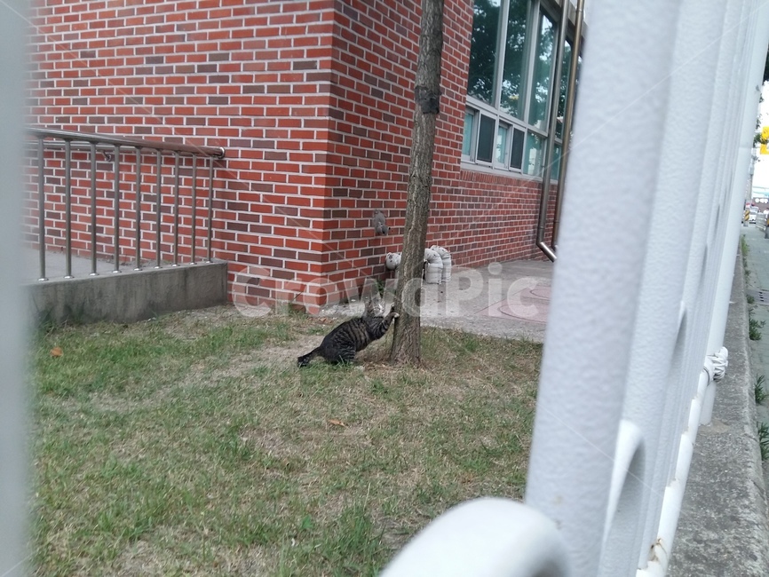 길고양이,스트레칭,스크래치,나무,고양이,붉은벽돌,벽돌,울타리,잔디밭,잔디,놀람