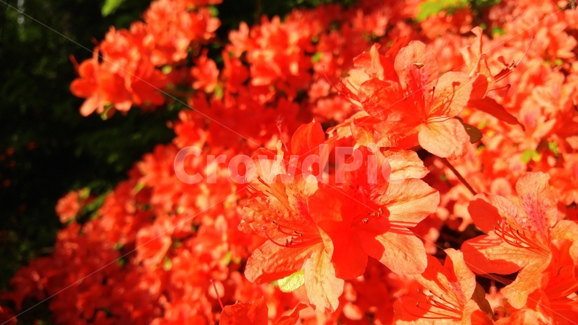 철쭉,붉은철쭉,홍철쭉,꽃,붉은색,붉은,레드,식물,royalazalea,redazalea,red,plant,flower,nature,floral,petal