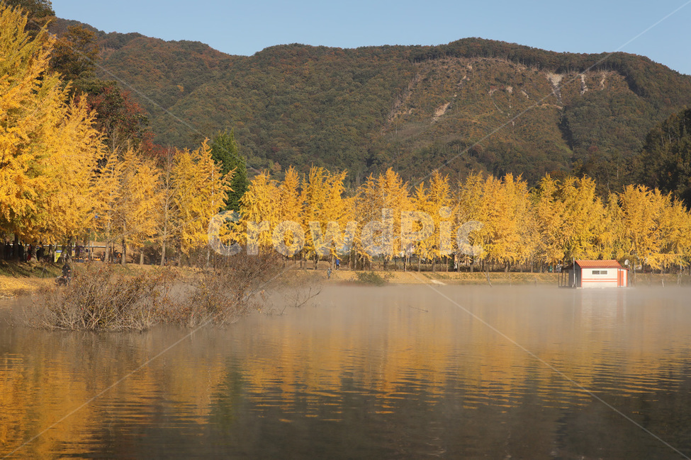 은행나무,반사,산,나무,물,가을,계절,fall,autumn,season,자연,풍경,nature,landscape,tree,plant,식물,larch,낙엽송