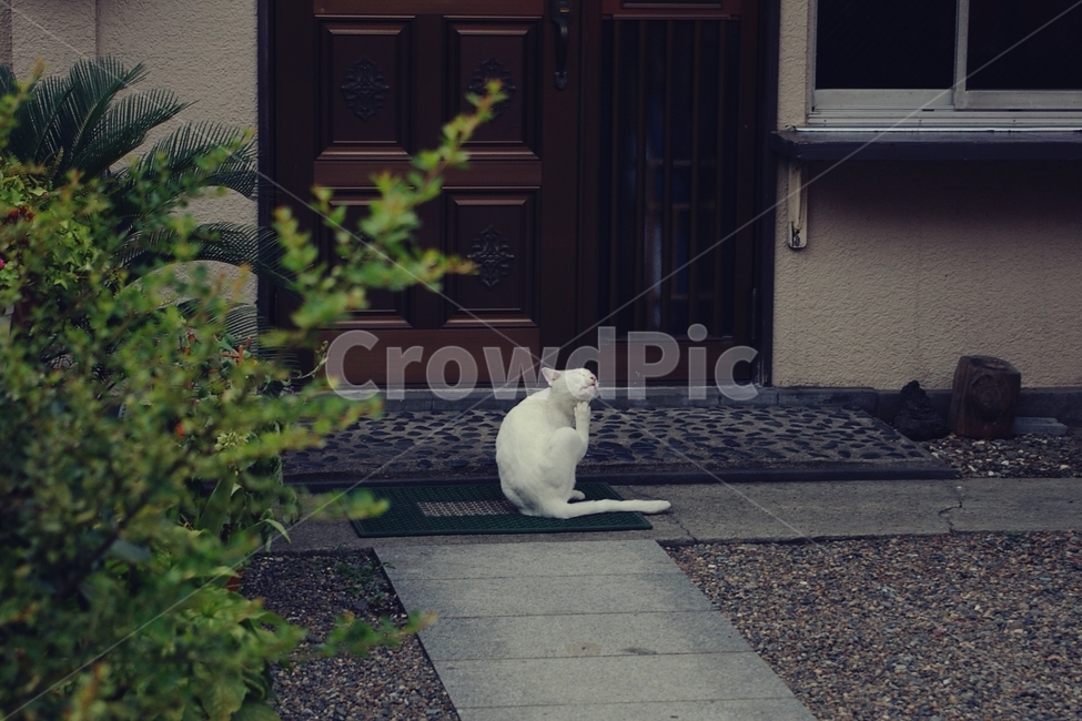고양이,cat,neko,현관,집사,white,동물,오후,여유,동물,animal,포유류,mammal,고양이,cat,kitten,kitty,감성,sensible,feeling