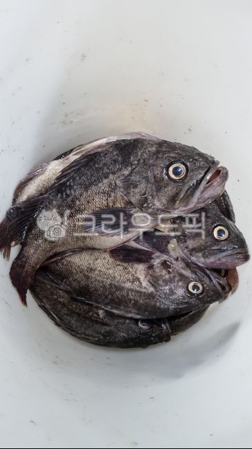 fish,물고기,우럭,바다,sealife