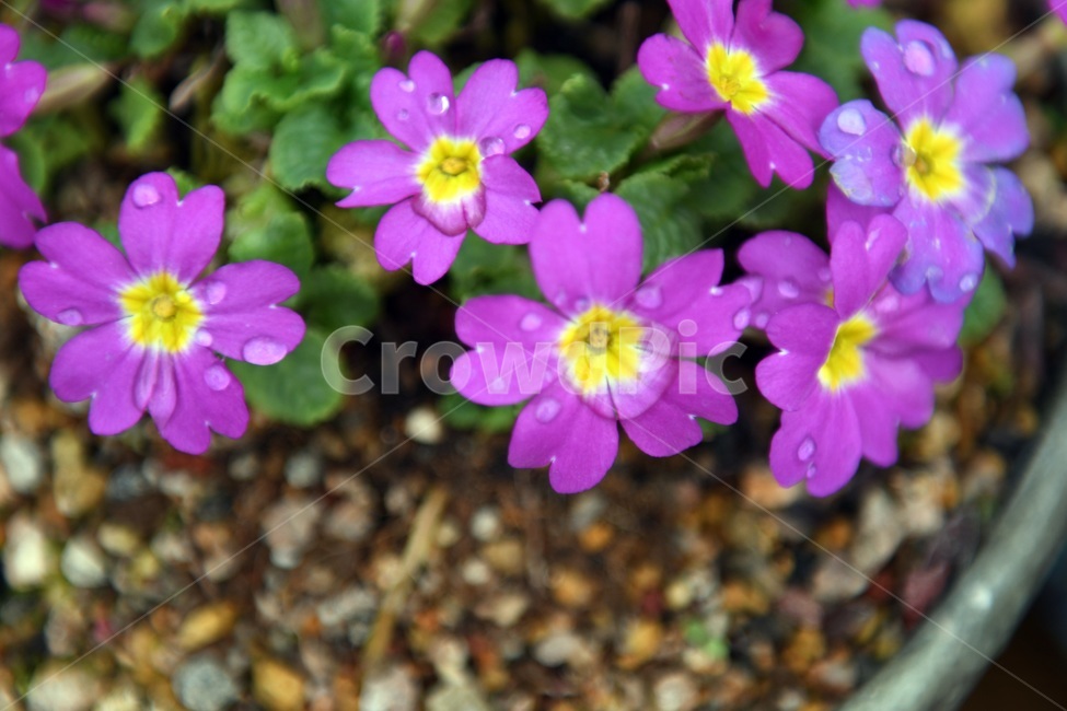 식물,꽃,감성사진,자연,flower,꽃사진,봄,봄꽃,계절,빗방울,비,감성,4월,spring,힐링,자연풍경,풍경,식물,자연,plants,nature,꽃,flower