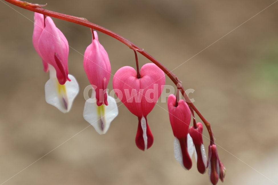 금낭화,금낭화꽃,꽃,봄,자연