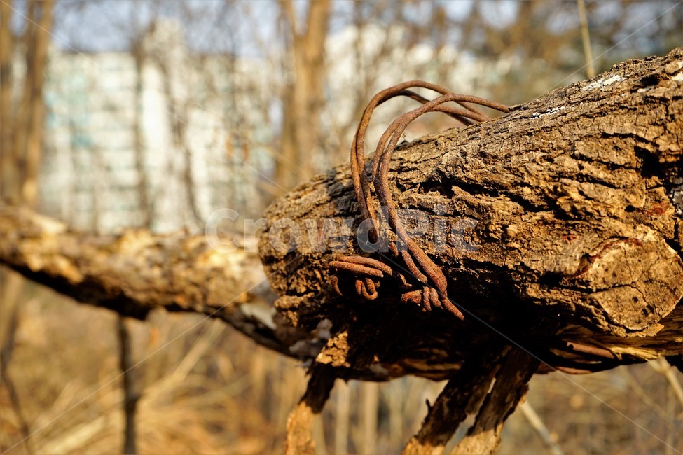 겨울,산,길,나무,숲,자연,목책,녹슨철사,나무,trees,wood