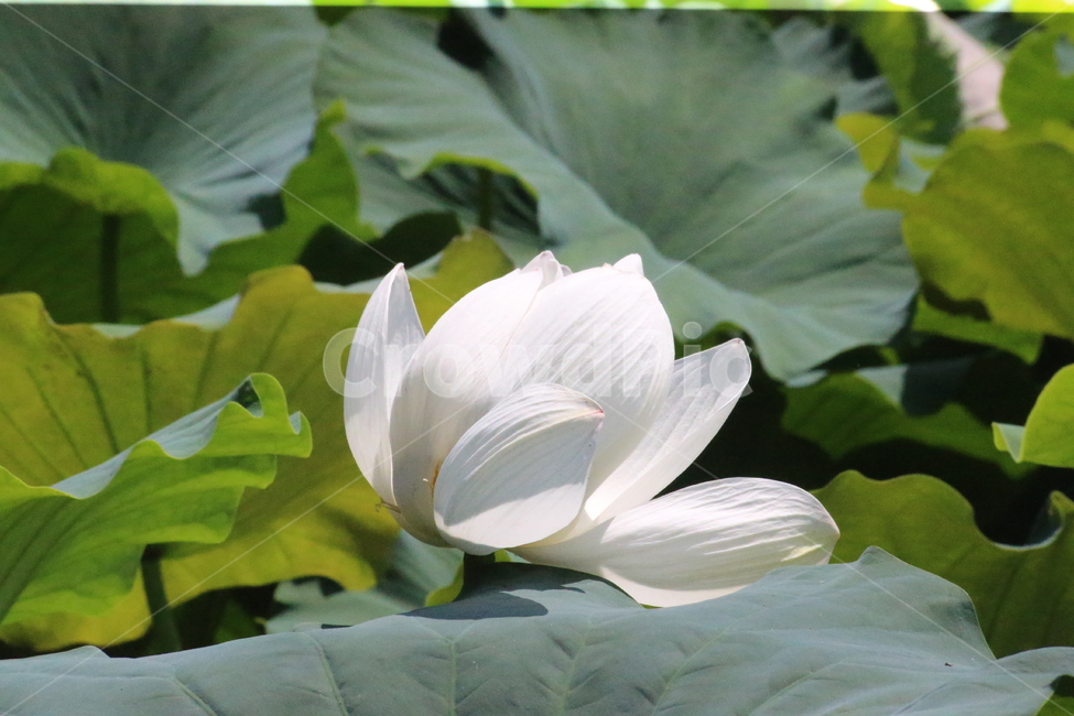 꽃,연꽃,화사함,축제,연잎