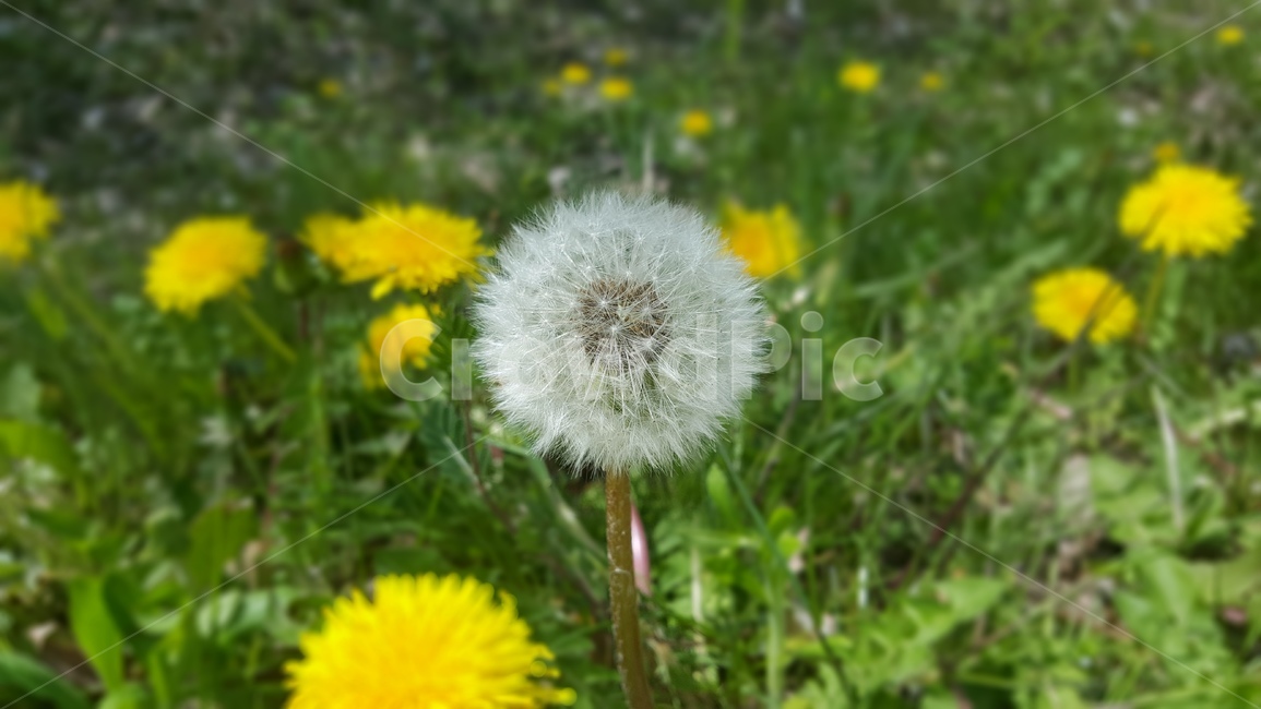민들레,민들레홀씨,자연,식물,꽃,plant,nature,dandelion,flower