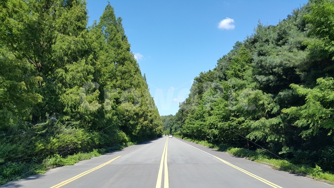 담양,메타세콰이어,날씨좋음,이차선도로,한적한도로,국도,자연,풍경,nature,landscape,여름,계절,summer,season,교통,교통수단,traffic,transportation,road,도로,freeway,고속 도로,highway,고속도로,asphalt,아스팔트