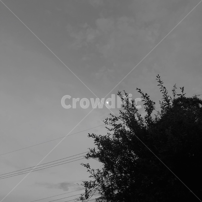 밤하늘,나무,달,새벽,dawn,nightsky,moon,나무,trees,wood,흑백,모노톤,monochrome,black and white