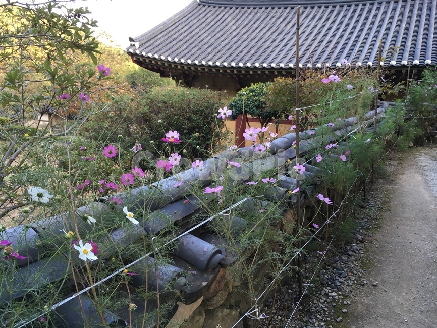 선암사,풍경,가을,낙엽,돌담장,돌담,담장,기와,코스모스,산사,산지승원,절,사찰,불교,템플스테이,유네스코,세계문화유산,산책,한국전통,한국문화,korean traditional,korean culture,건축물,건물외관,exterior,building,structure,architecture,construction