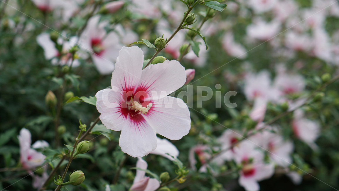 꽃,무궁화,대한민국,식물,자연,식물,자연,plants,nature,꽃,flower