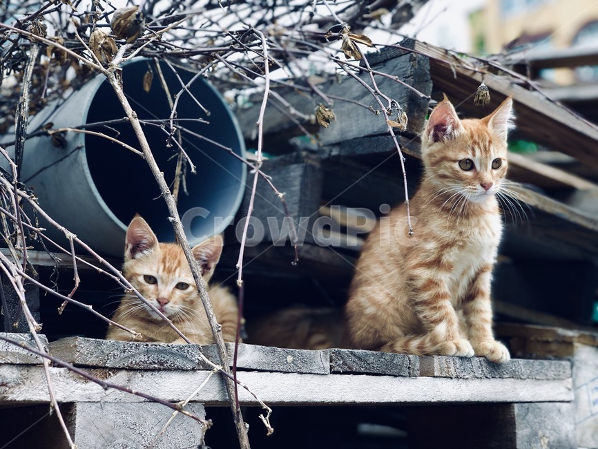 고양이,고양이들,cat,동물,감성사진,고양이사진,새끼고양이,고양이,cat,kitten,kitty
