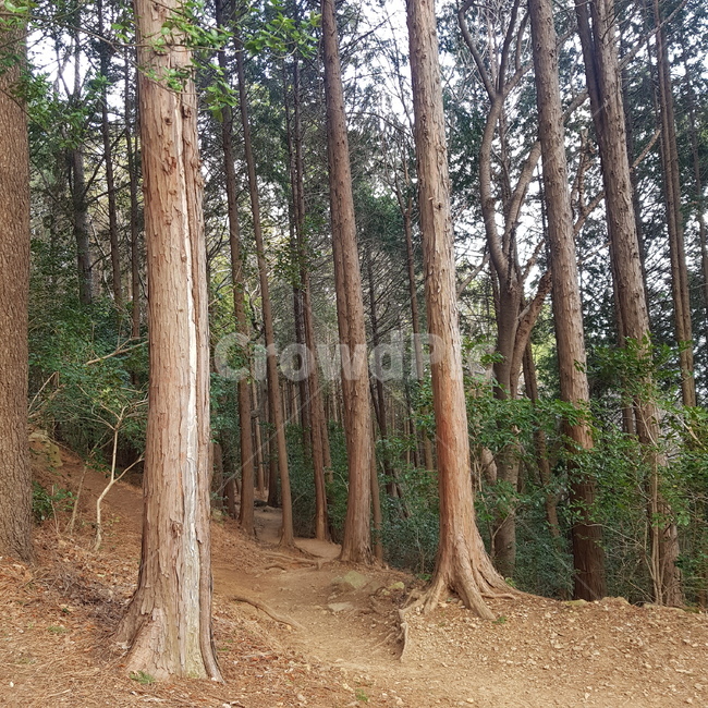 plant,식물,tree,나무,treetrunk,나무줄기,nature,자연,outdoor,옥외,forest,숲,grove,작은숲