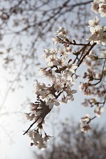 벗꽃,벗나무,꽃,봄꽃,벗꽃잎,꽃잎,식물,자연,공원,식물,자연,plants,nature,꽃,flower