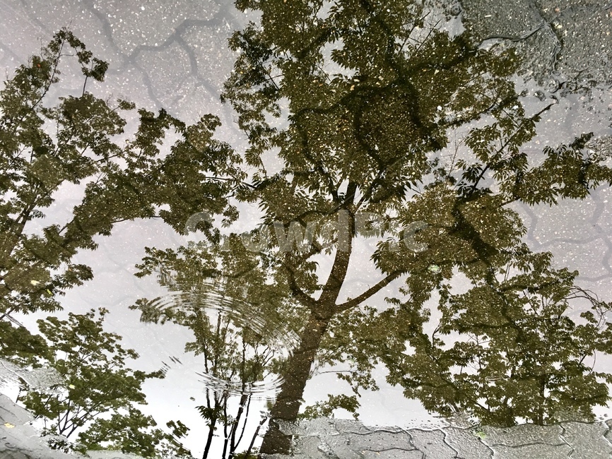 tree,나무,nature,자연,반영,길,길바다,물,옥외