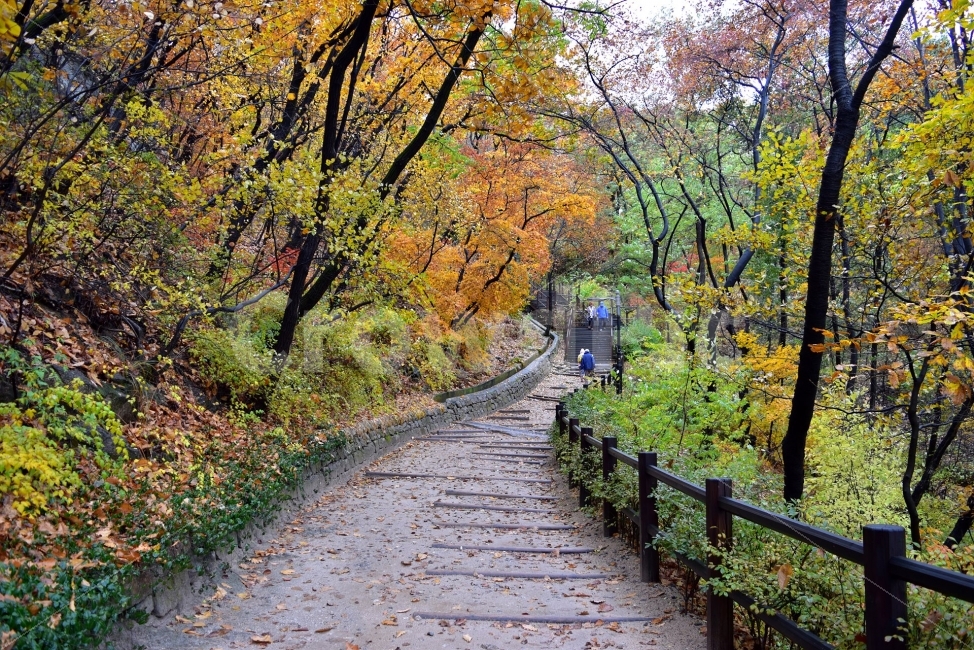 남산,가을,단풍,풍경,고궁,서울,낙엽,도심지,명소,자연,비경,단풍나무,가을색,가을색채,오색,가을,계절,fall,autumn,season,자연,풍경,nature,landscape,path,통로,walkway,보도,tree,나무,plant,식물
