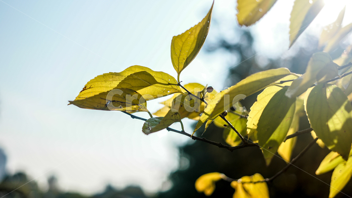 단풍,낙엽,가을,고엽,낙옆,식물,자연,plants,nature