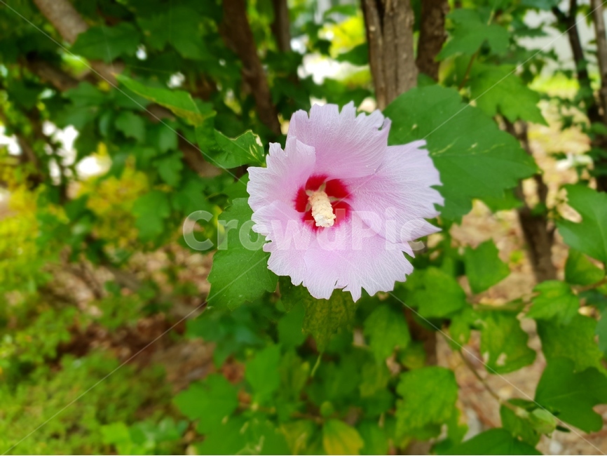 꽃,식물,무궁화,접사,여름꽃,flower,식물,자연,plants,nature,꽃,flower