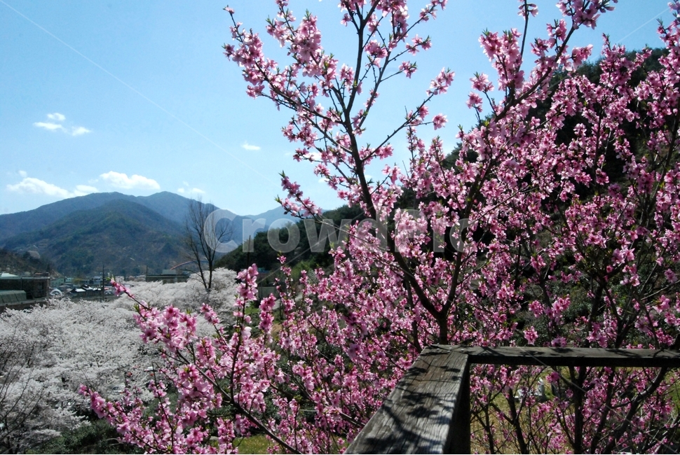 분홍,벗꽃,하동,봄,계절,꽃,spring,식물,자연,plants,nature,flower