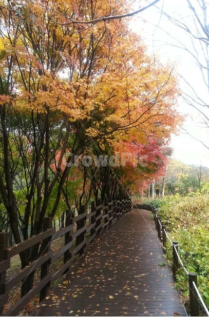 주황색,자연,힐링,수목원,산책,감성,감성사진,분위기,하늘,가을,emotional,sunset,healing,walk,단풍,알록달록,나무,산책길,maple