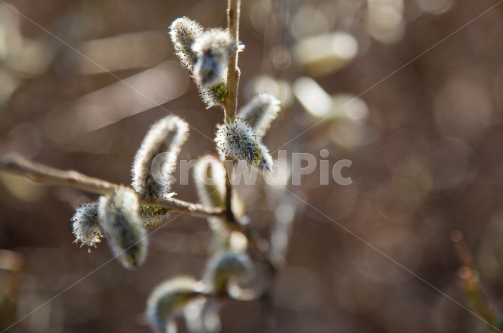 자연,nature,버들나무,봄꽃,강아지풀,봄,식물,자연,plants,nature