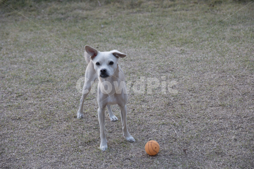 puppy,Baekgu,playground,white dog,dog,park,toy,Playground