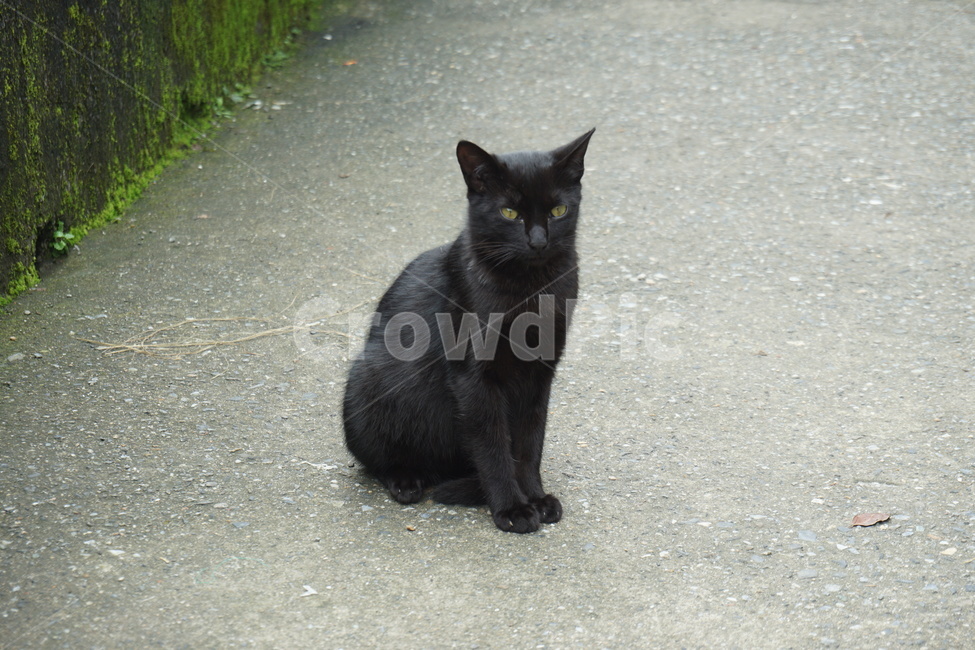 고양이,검정,길고양이,동물,귀여움,길냥이,cat,animal,black,동물,animal,포유류,mammal,고양이,cat,kitten,kitty
