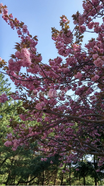 plant,식물,blossom,flower,꽃,식물,자연,plants,nature,꽃,flower